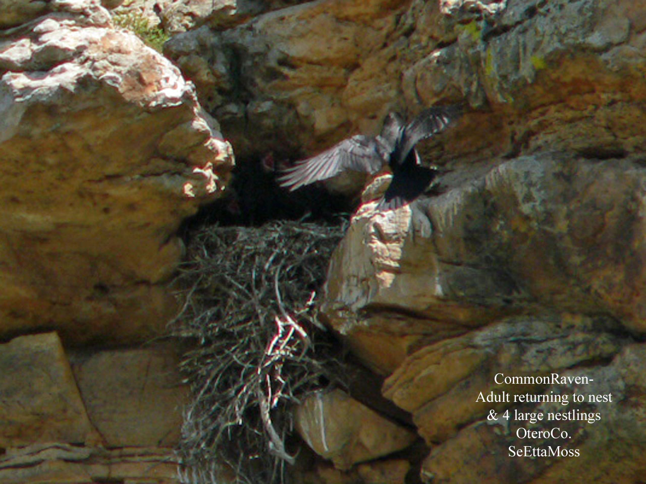 [CommonRaven&nest-a1-Leining.jpg]