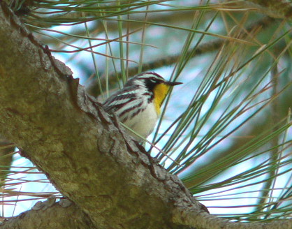 [Yellow-throatedWarbler-a1-Lamar.JPG]