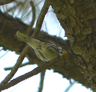 [Yellow-throatedWarbler-a3-Lamar.JPG]