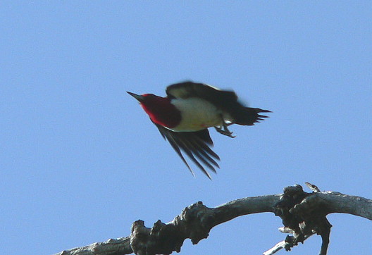 [Red-headedWoodpecker-a1-LamarWoods.JPG]