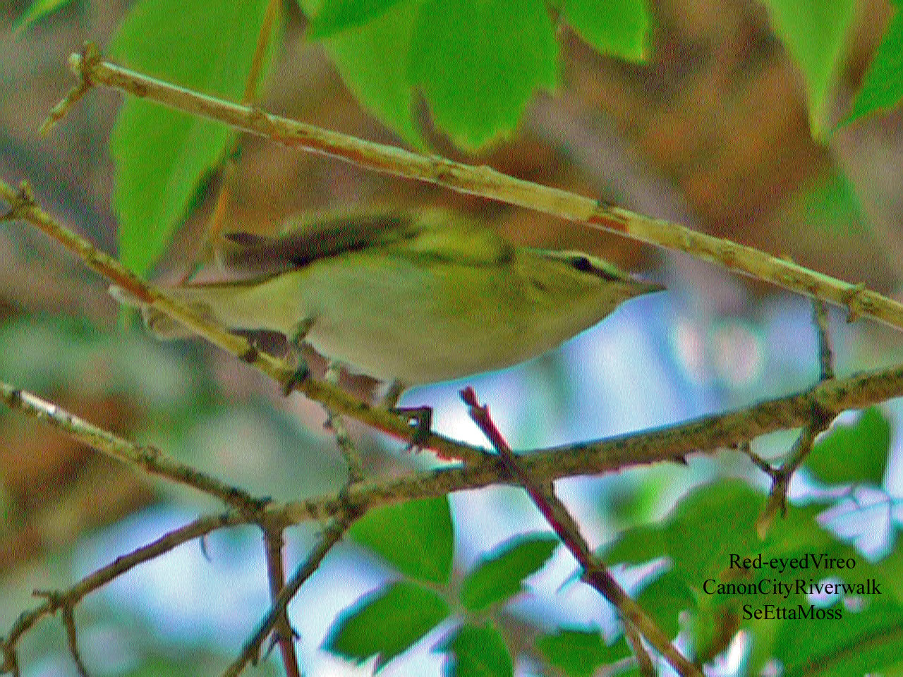 [Red-eyedVireo-a1-CCRiverwal.jpg]