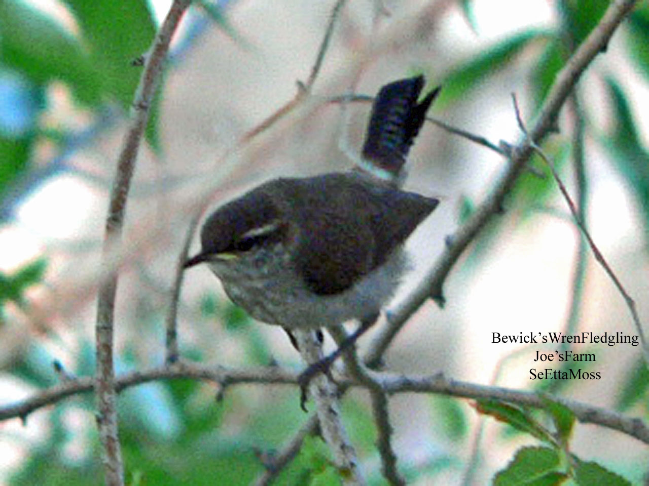 [Bewick'sWrenFledgling-JoeLi.jpg]