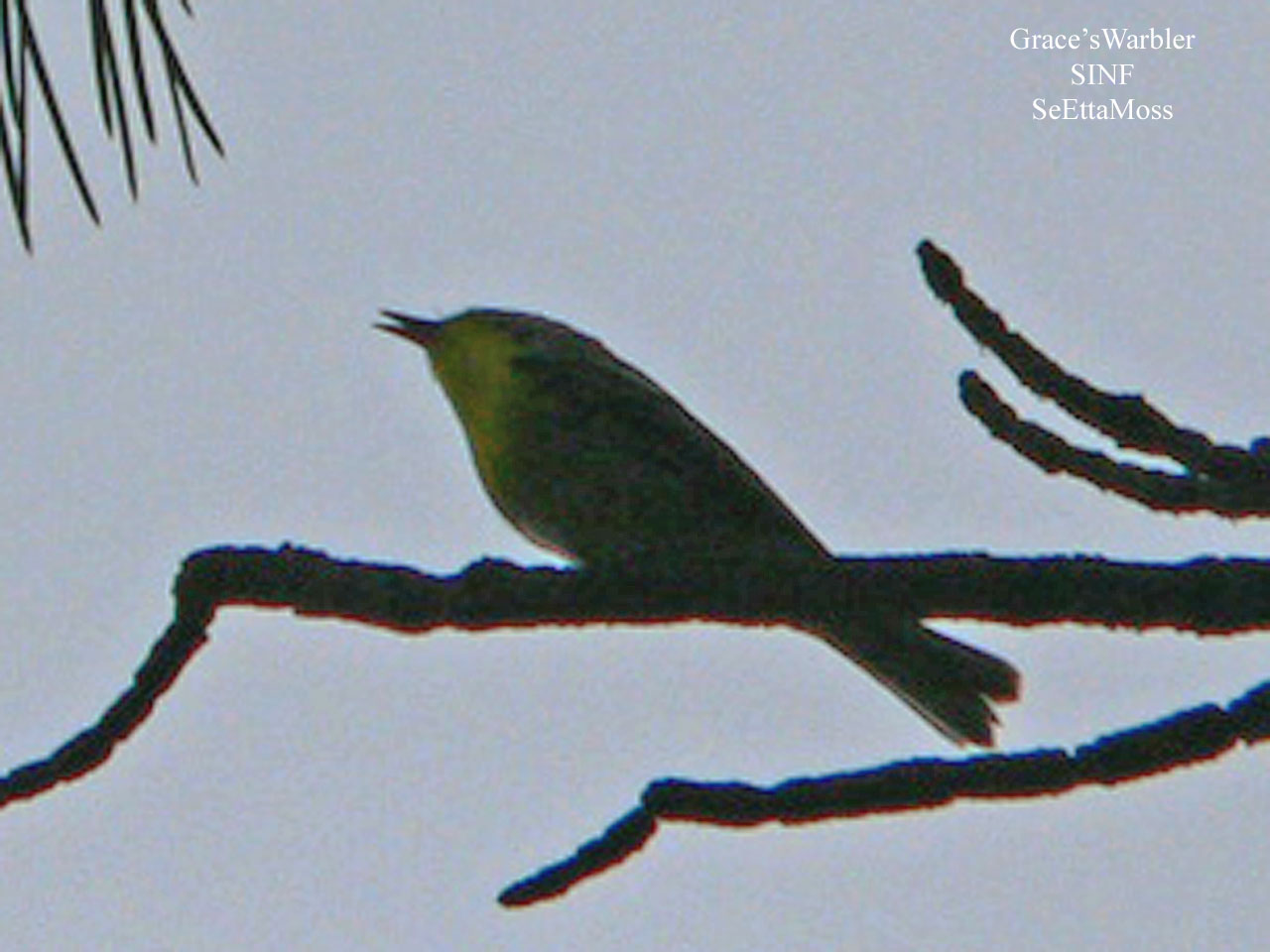 [Grace'sWarbler-a4-m-SINF,CO.jpg]