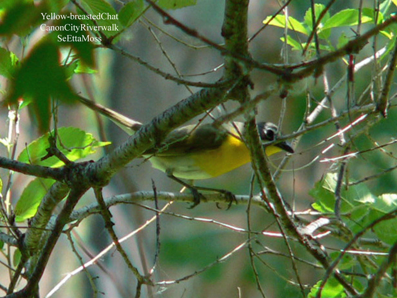 [Yellow-breastedChat-a2-CCRi.jpg]