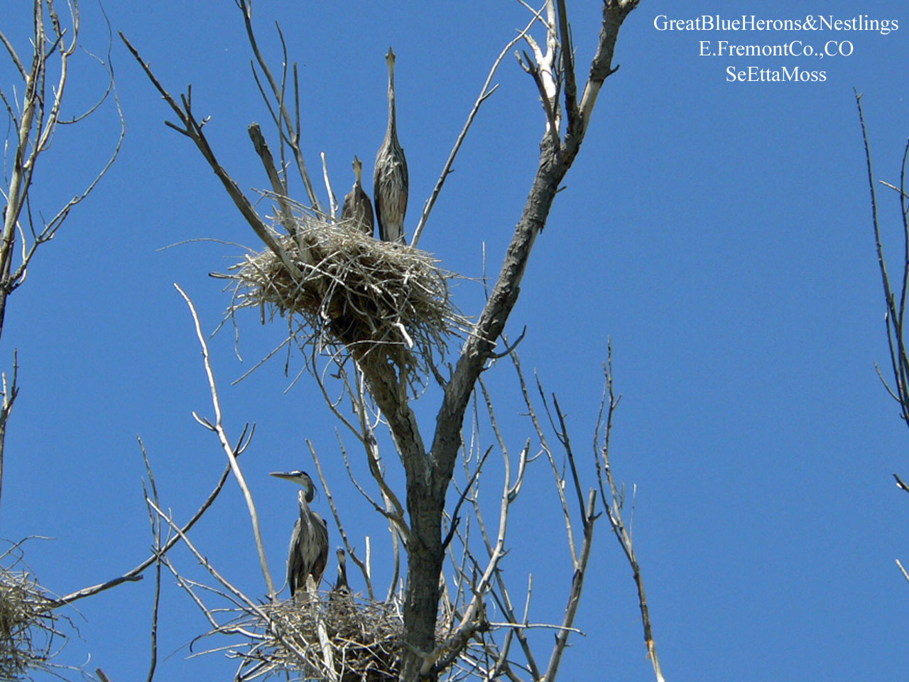 [GreatBlueHerons&Nestlings-a.jpg]