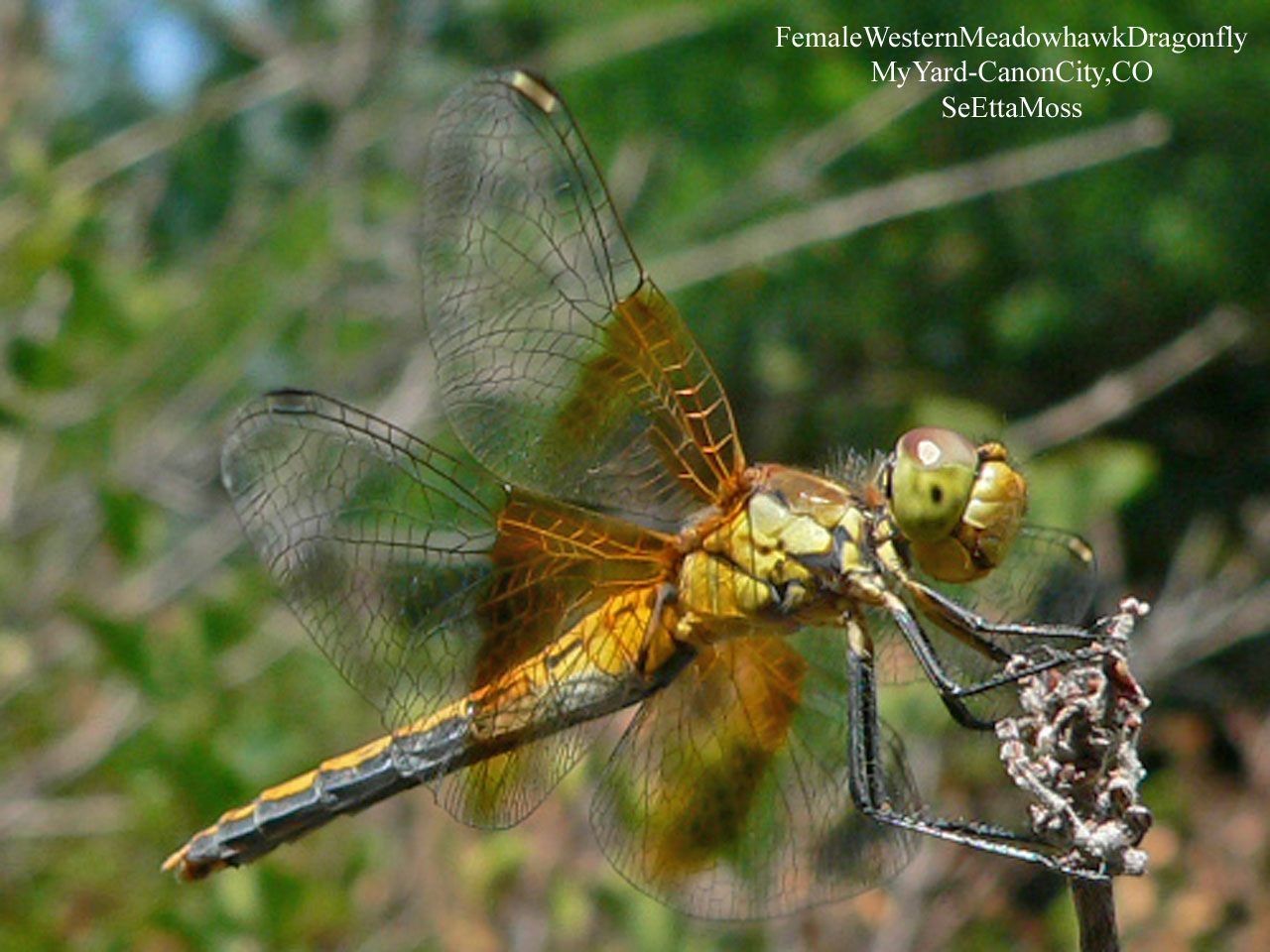 [W.MeadowharkDragonfly-f-a2-MyY.jpg]