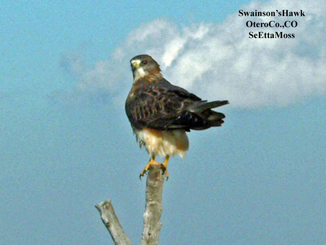 [Swainson'sHawk-a1-OteroCo,C.jpg]