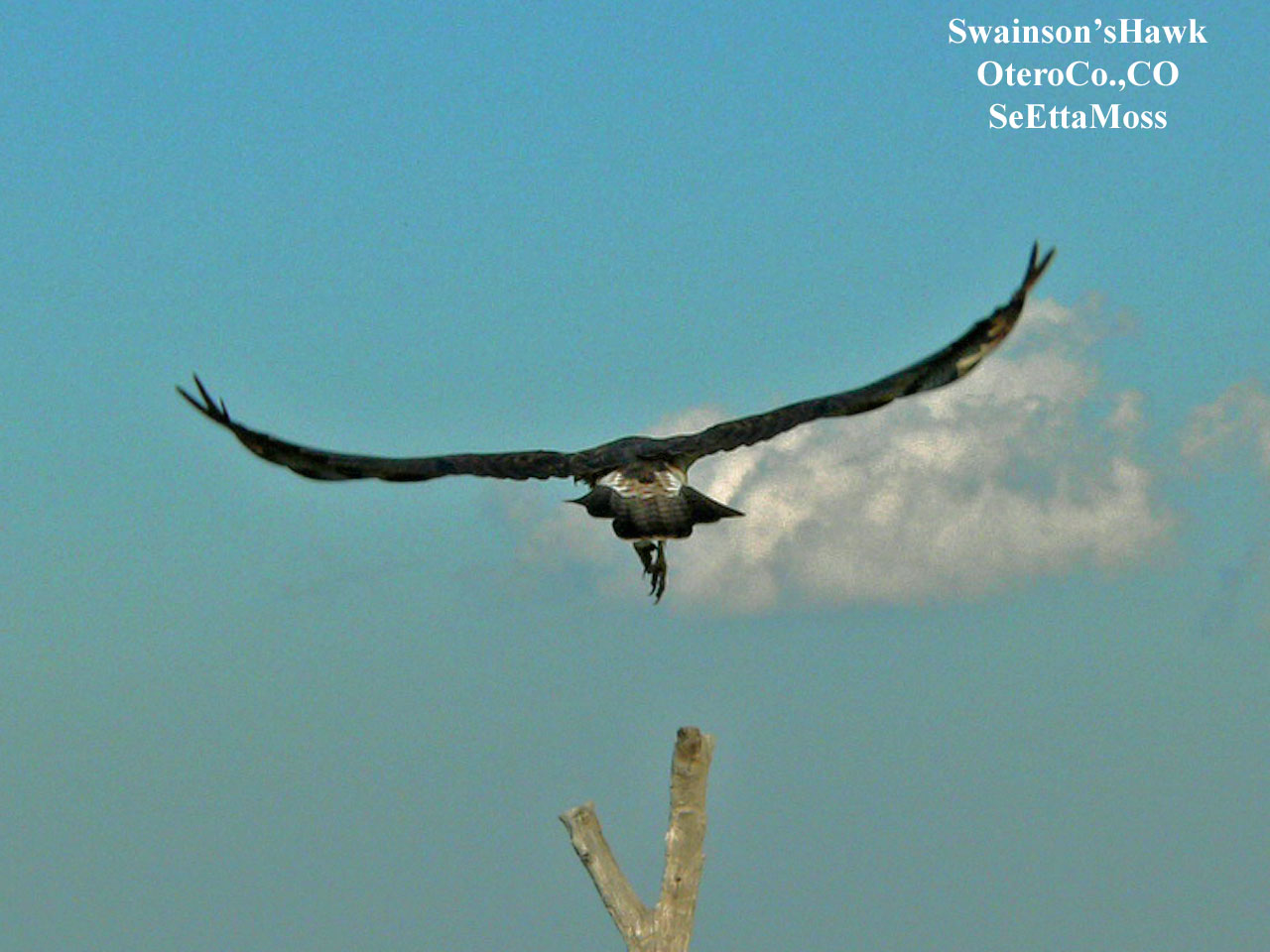 [Swainson'sHawk-a2-OteroCo,C.jpg]