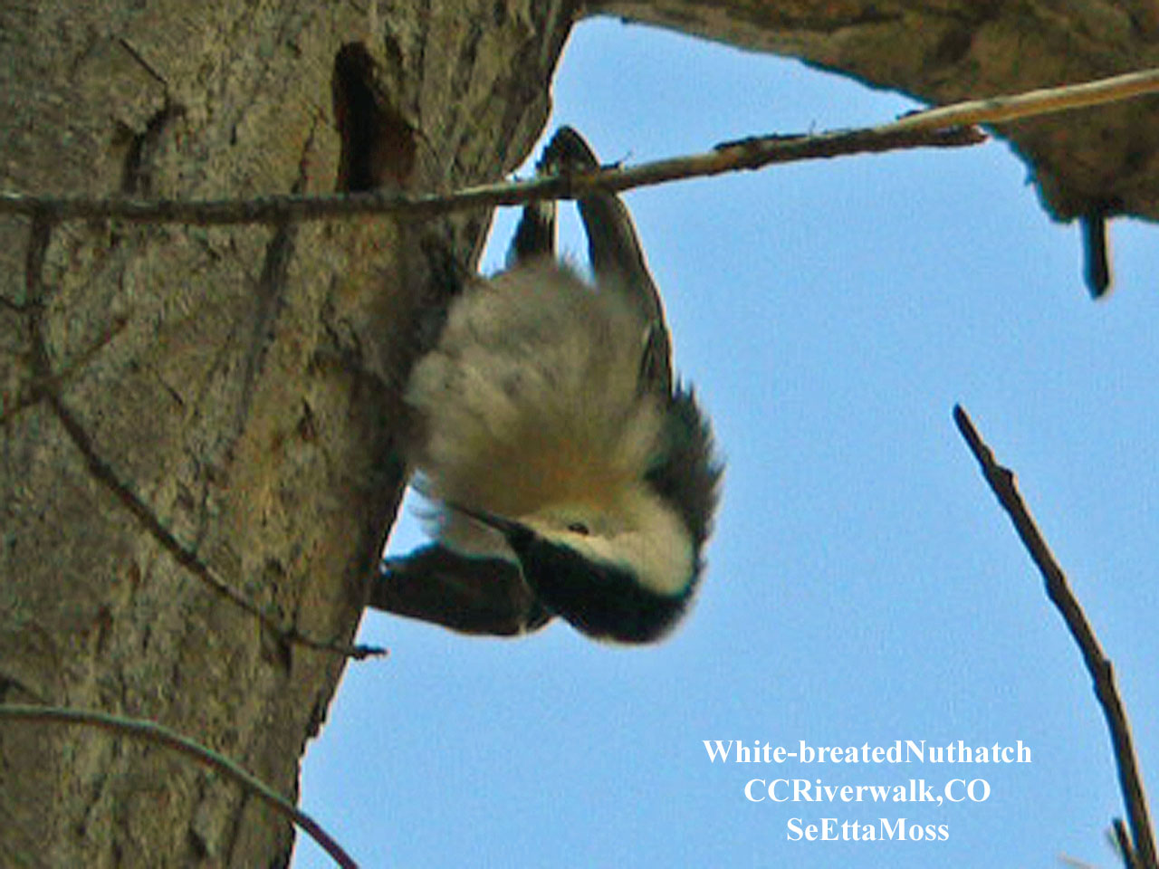 [White-breastedNuthatch-a2-C.jpg]
