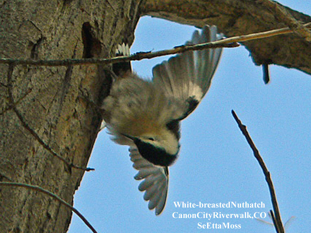 [White-breastedNuthatch-a-CC.jpg]