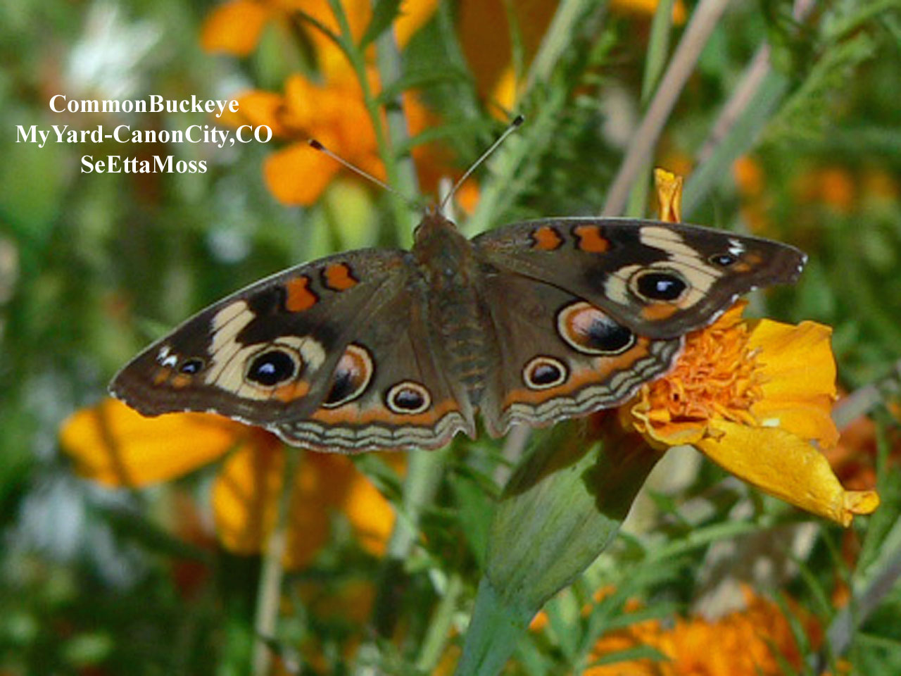 [CommonBuckeye-a1-Home,COP11.jpg]