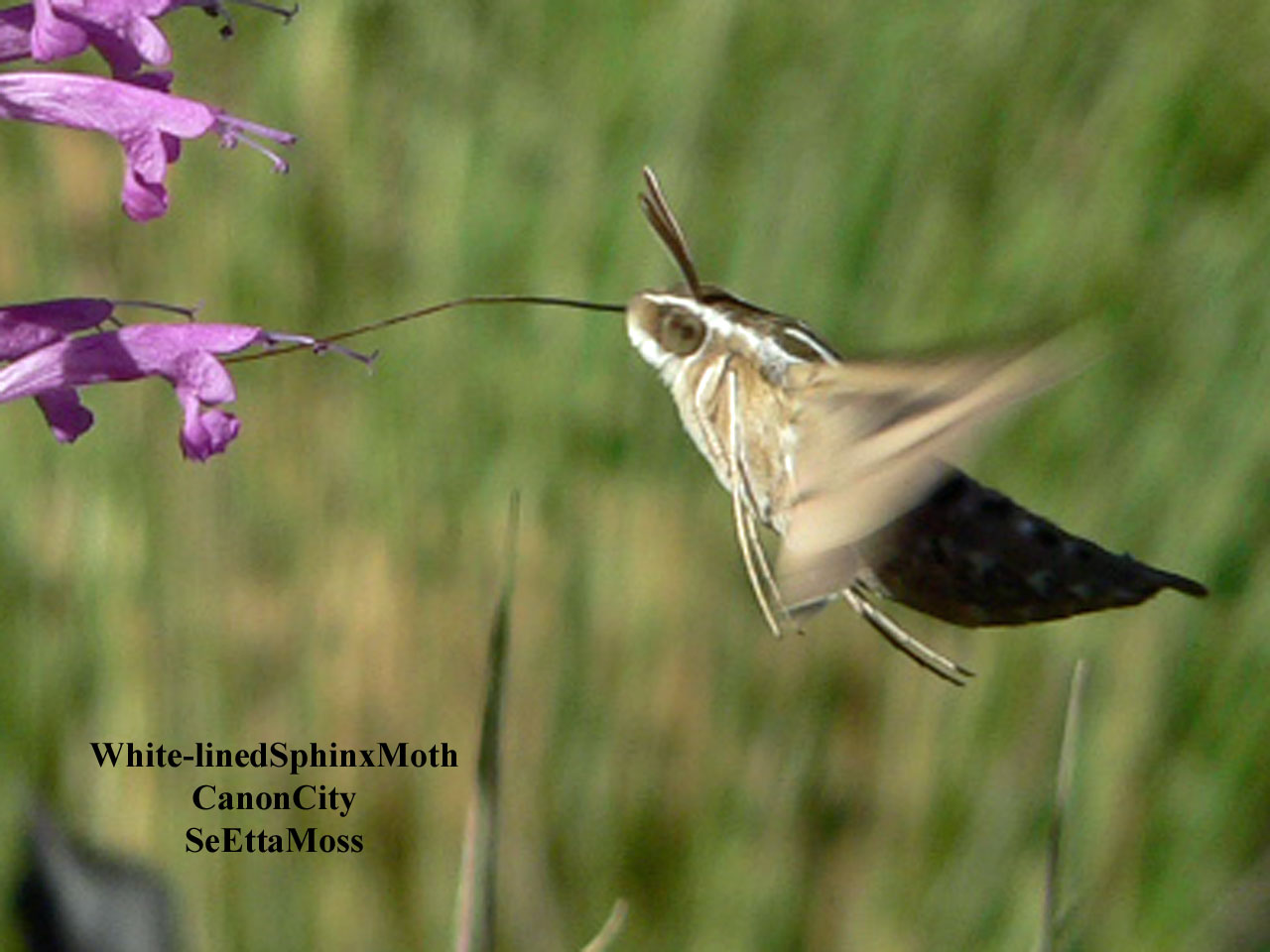 [White-linedSphinxMoth-a3-Ca.jpg]