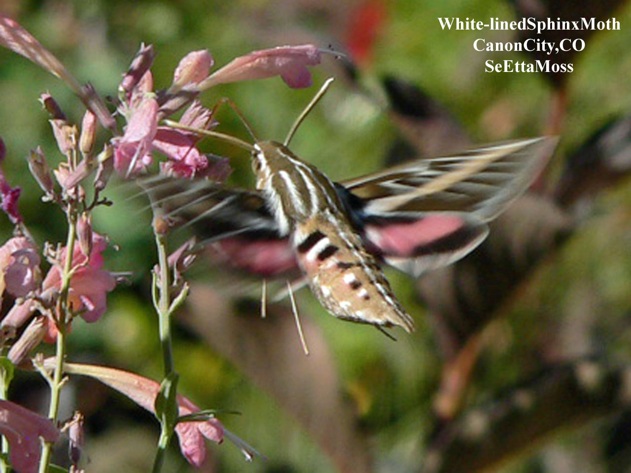 [White-linedSpinxMoth-a1-Can.jpg]