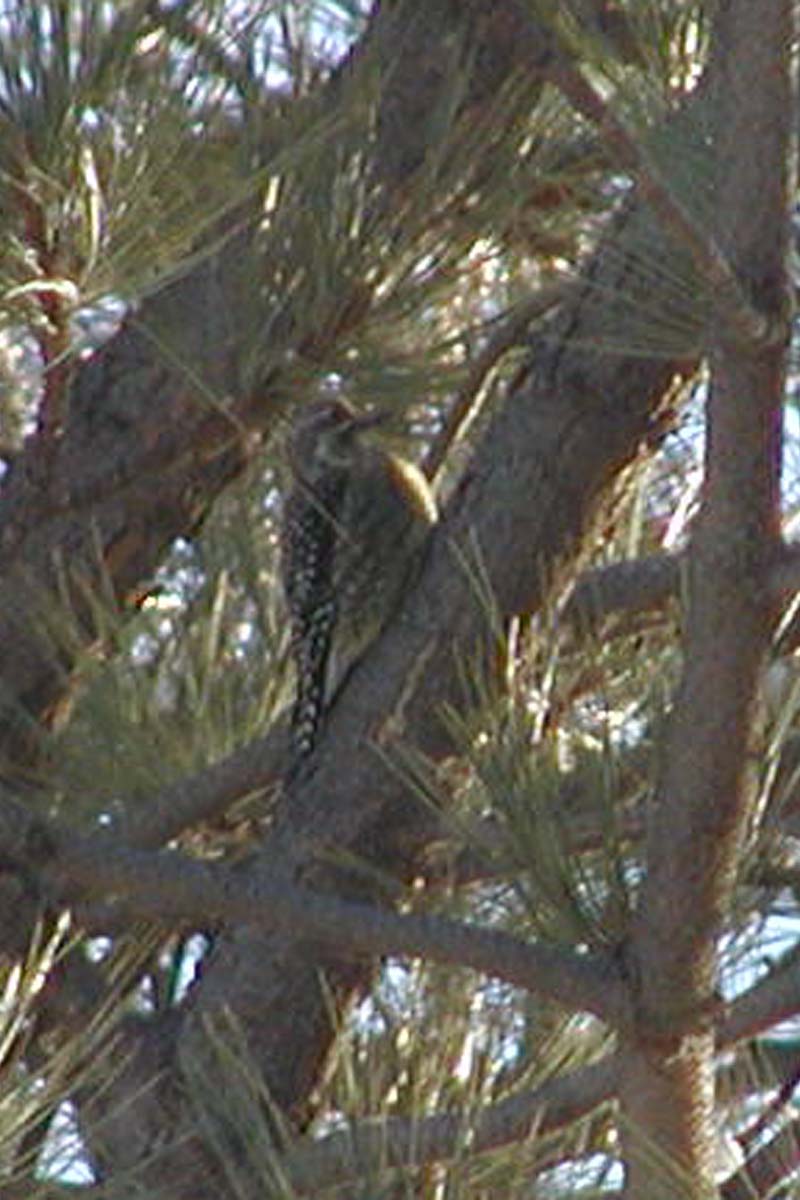 [Y-B+Sapsucker#2-c.jpg]