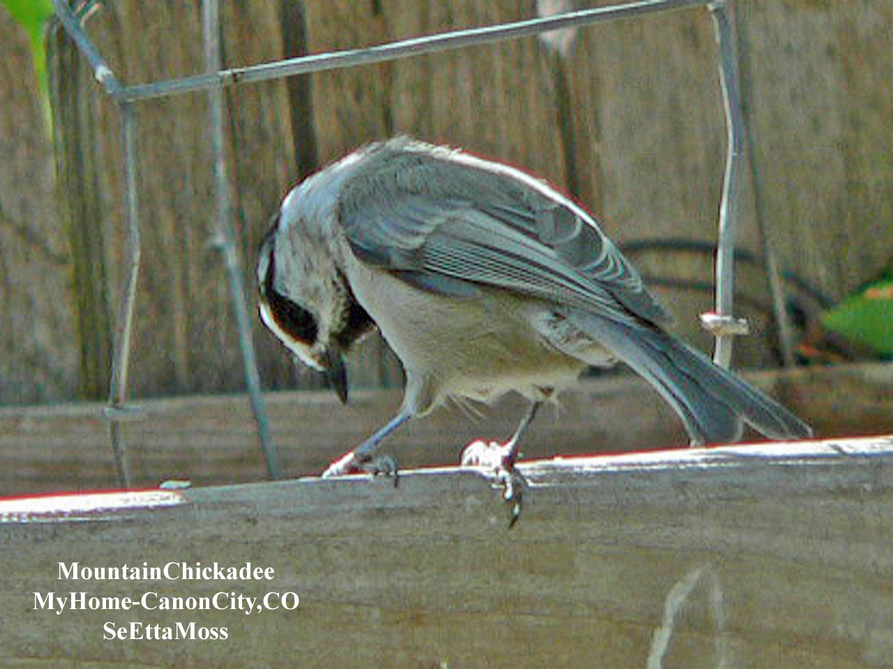 [MtnChickadee-a3-Home-CC,COP.jpg]