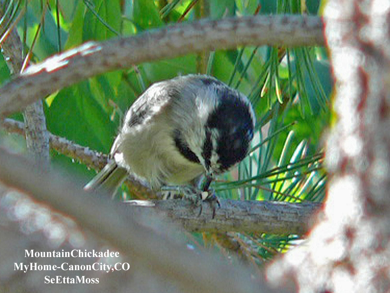 [MtnChickadee-a4-Home-CC,COP.jpg]