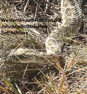 [W.PrairieRattlesnake-a2-JohnMartin,COP1180581.jpg]