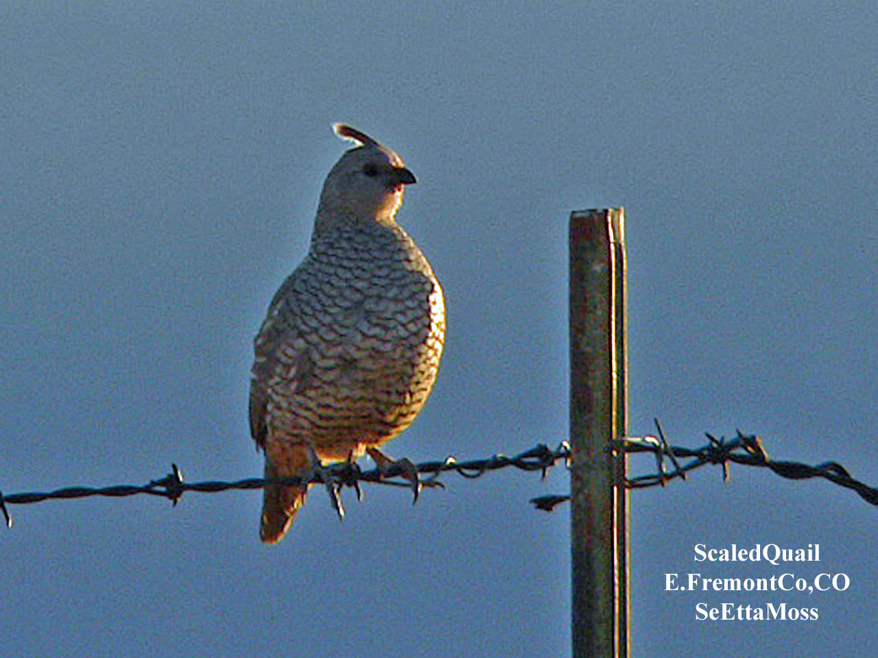 [ScaledQuail-a2-E.FremontCo,.jpg]