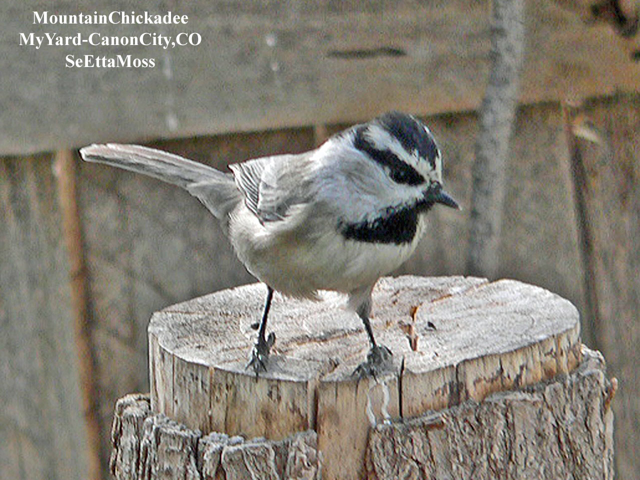 [MtnChickadee-a3-Home-CC,COP.jpg]