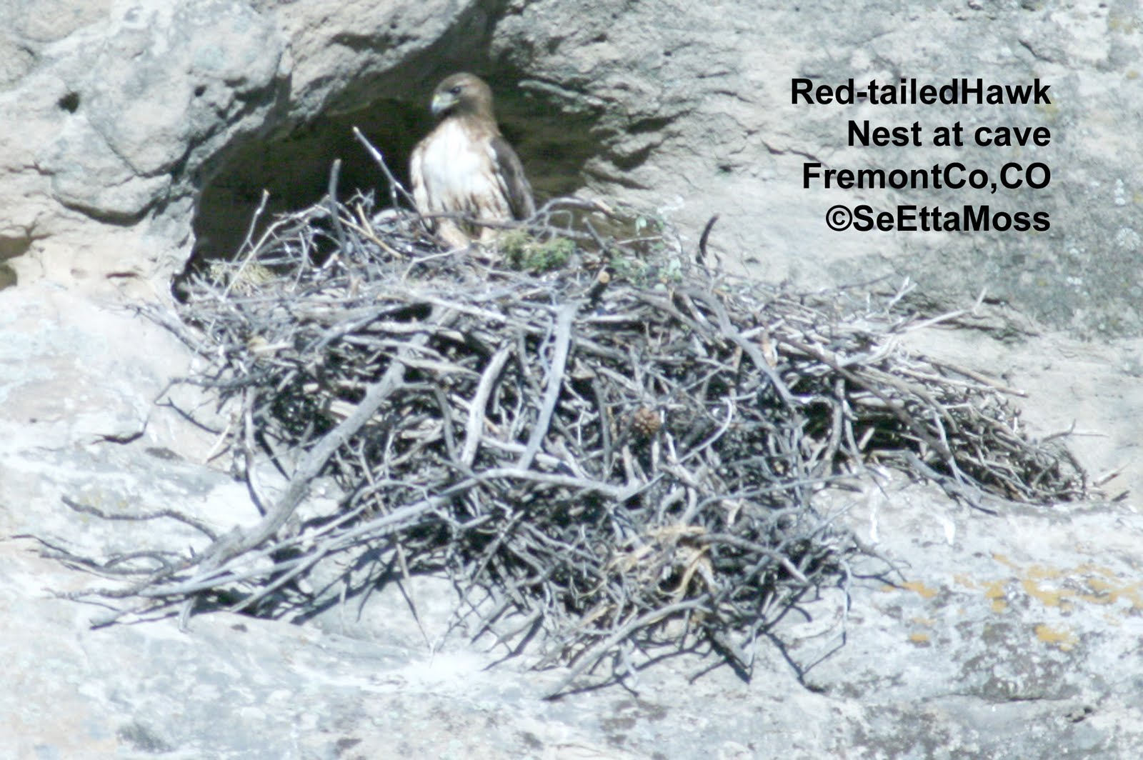 Birds and Nature Hawk nesting on cliff by a cave