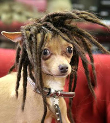 dog reggae