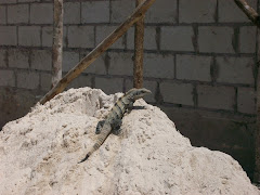 Green Iguana