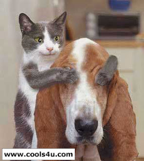 صورة