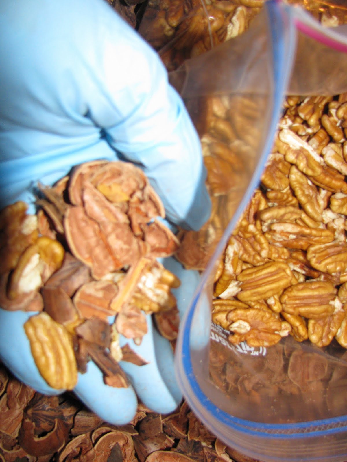 Carolina Foodie NUTS FOR PECANS