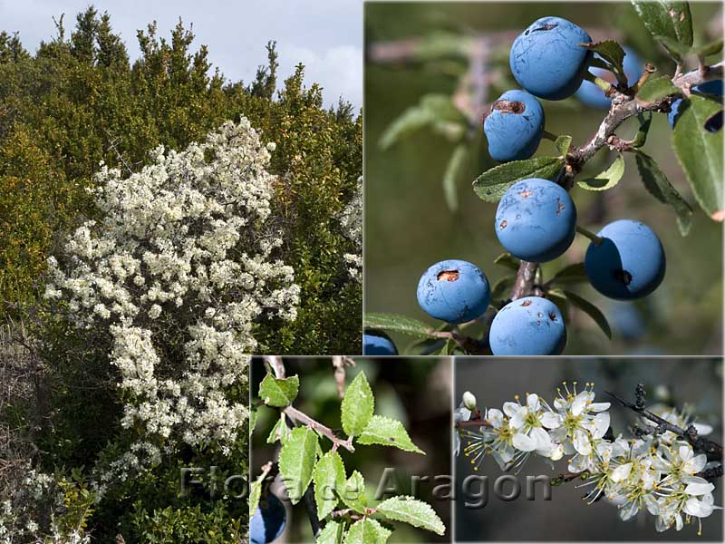 Nombre cient�fico: Prunus spinosa. Nombre com�n: Ara��n, ara��n negro, endrino. Rango altitudinal: 200-1730 mts. �poca floraci�n: Abril-Mayo