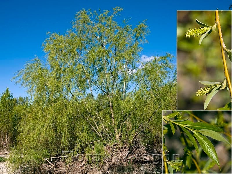 Flora de Aragón Salix babylonica