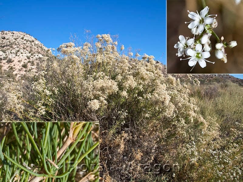 Flora de Aragón Gypsophila struthium subsp. hispanica