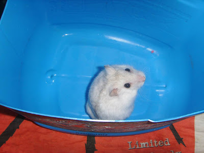 irrit waiting to get a bath