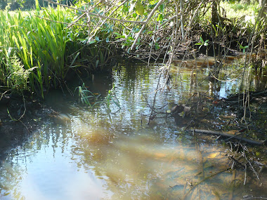 Buscando Camarones