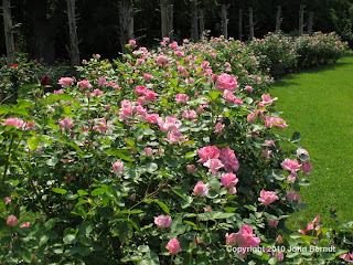 Sonnenberg Gardens and Mansion - Rose Garden