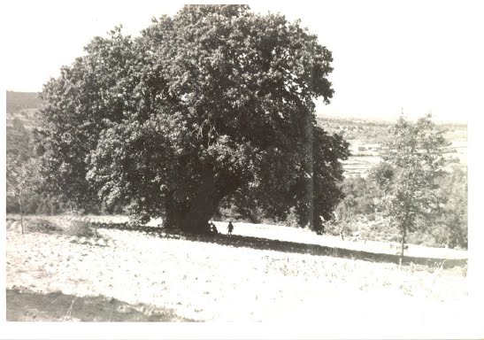 [Castanheiro+Quinta.bmp]