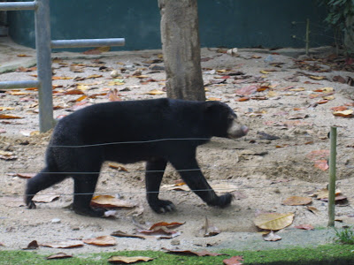 Black Bear