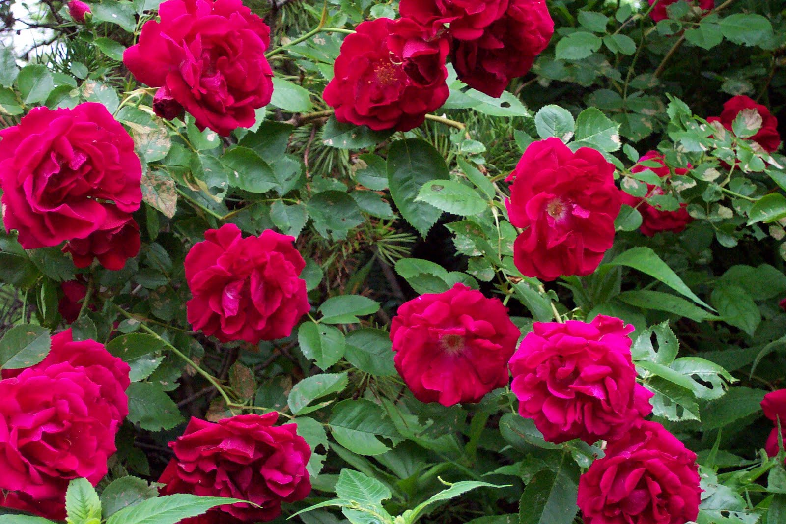 21 Fresh Old Fashioned Roses JHMRad