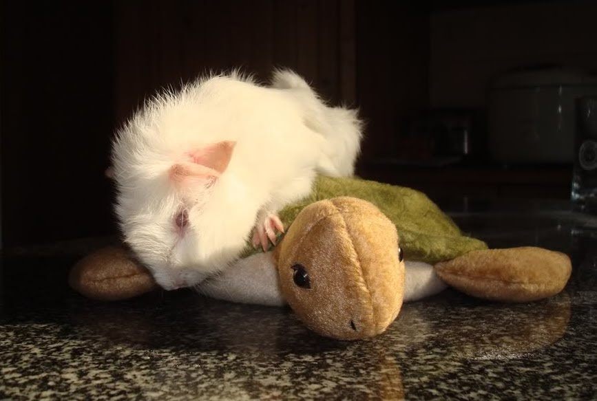 The Wisconsin Guinea Pig Rescue Super Rescue Blog! Rare ‘lethal