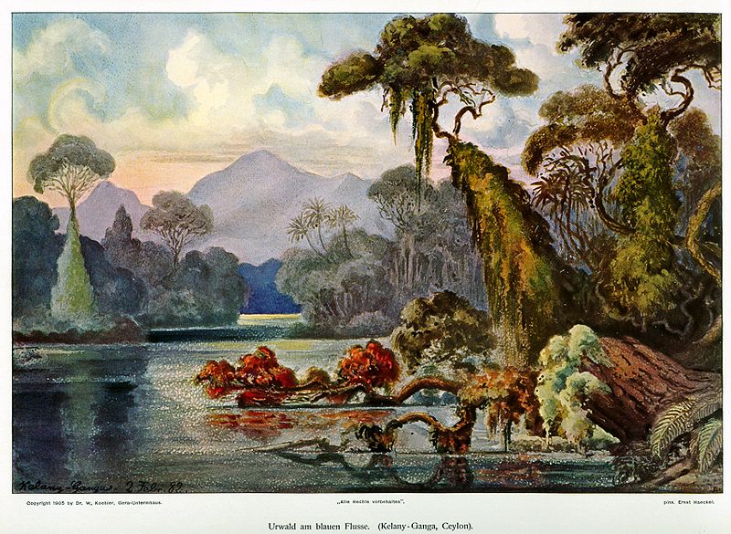 [jungleisland.jpg]