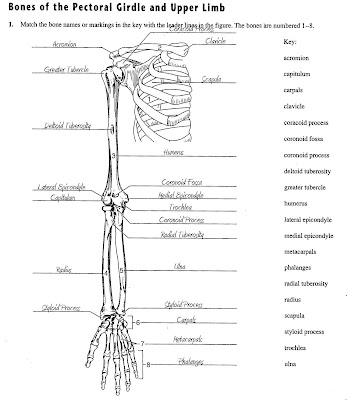 Upper Limb Bones