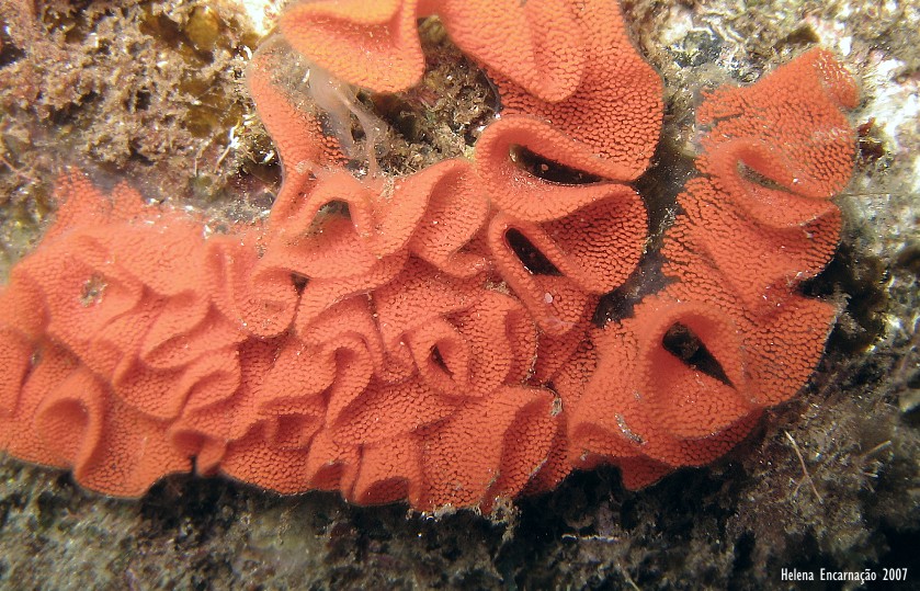 [ovosumbraculum6.jpg]