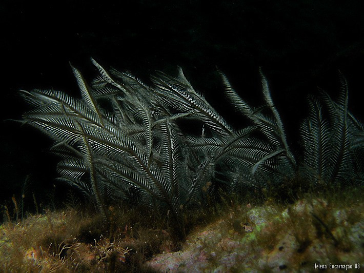 [mphilipina83_filtered.jpg]