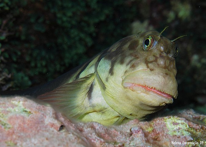 [OatlanticusbxS.jpg]