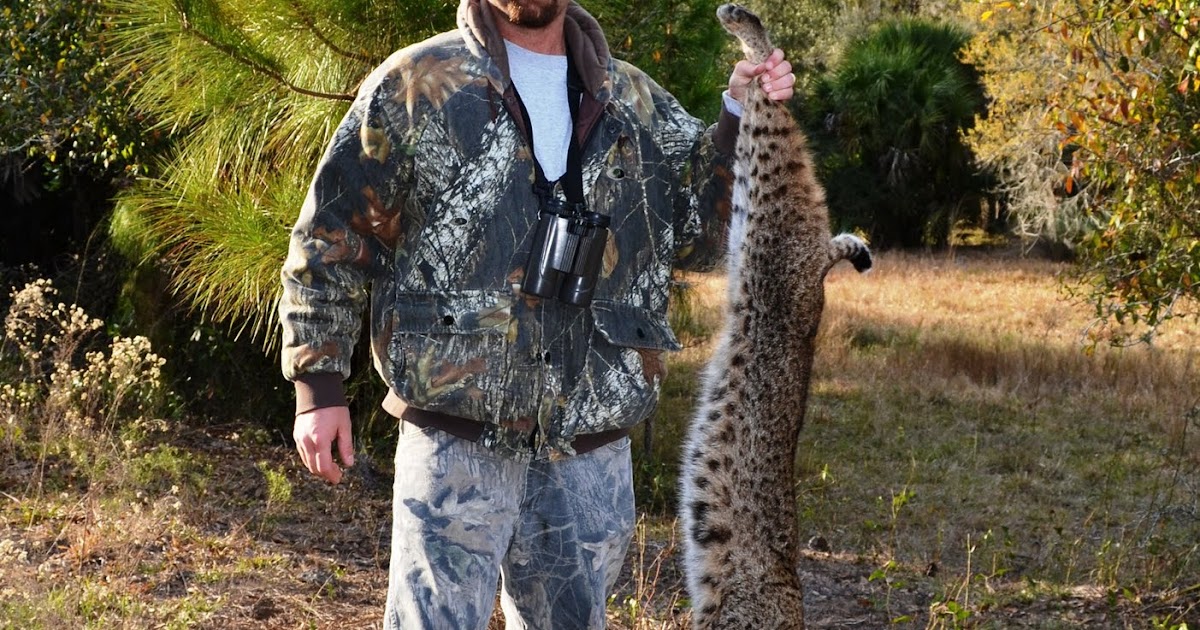 The Wild Life Hunting Bobcats, By the Way