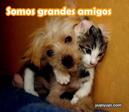 somos grandes amigos