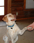 Check in with me every week for a new doggie "training" tip!