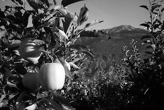 golden delicious apple Alto Adige Italy