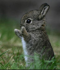 Cute Bunny!