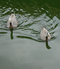 Mandarin Ducks - Birds of Harmony