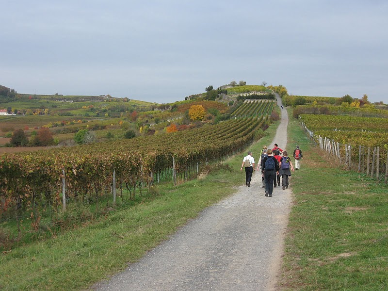 [Wijnwandeling.JPG]